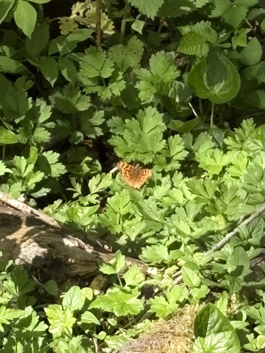 Luz/Citalá/銀珠 tweet media