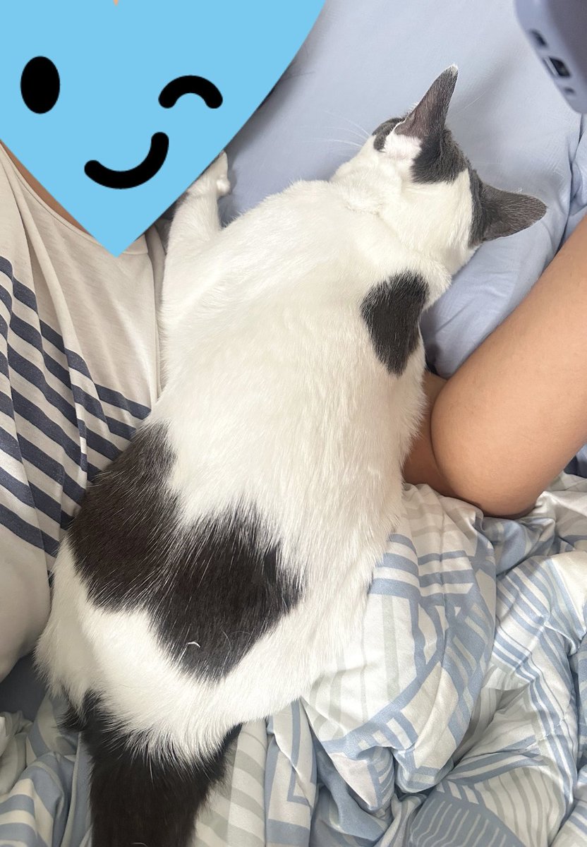 Mikuchan🐰 tweet media