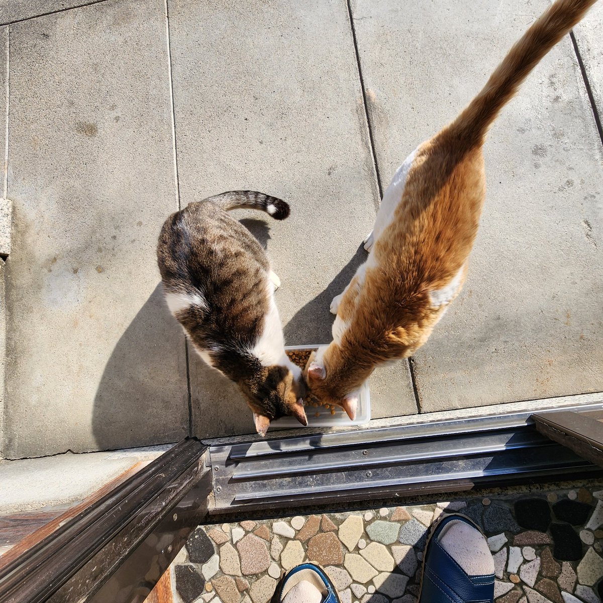 アンナ tweet media