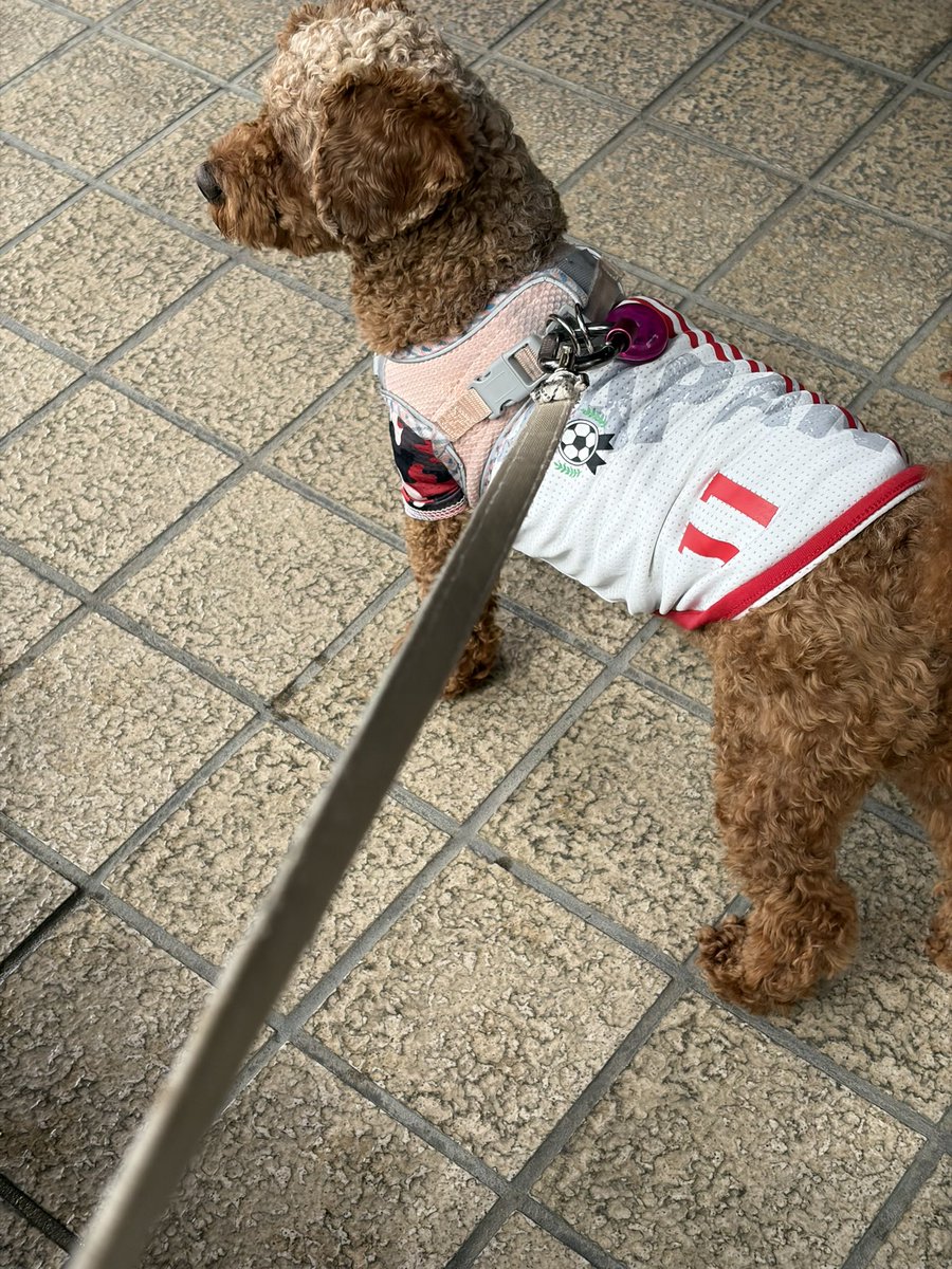 みいすけ🐶🐾🌸🚺双極性障害25年目・二型糖尿病20年目・聴覚過敏25年目 tweet media