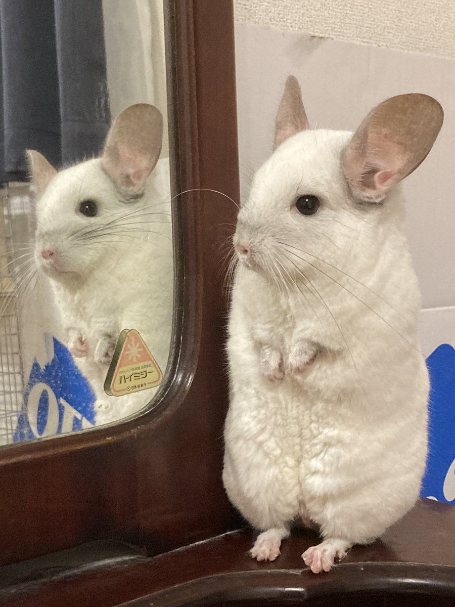 ハルノ tweet media