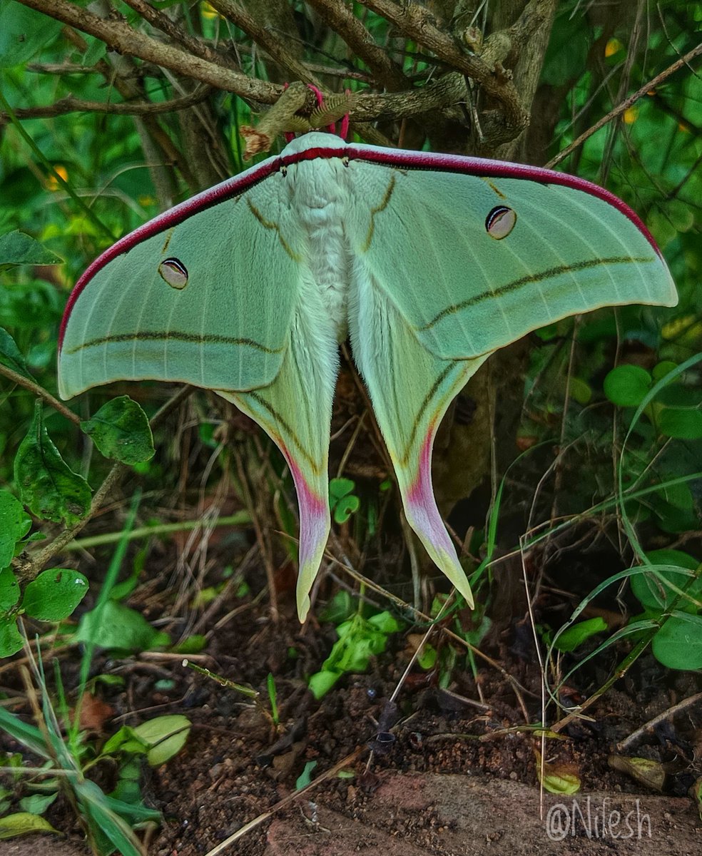 नीलेश रायचुरा tweet media