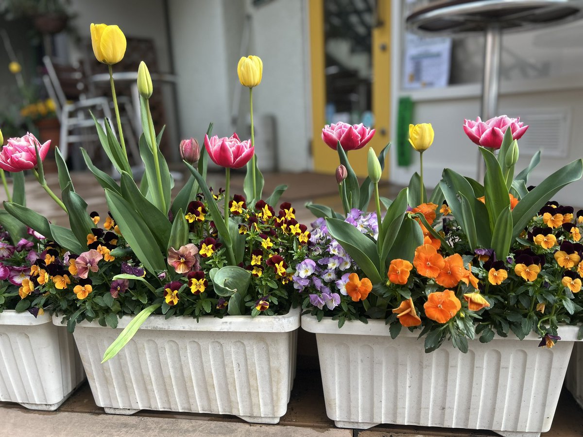 自家焙煎珈琲店　陽のあたる道 tweet media