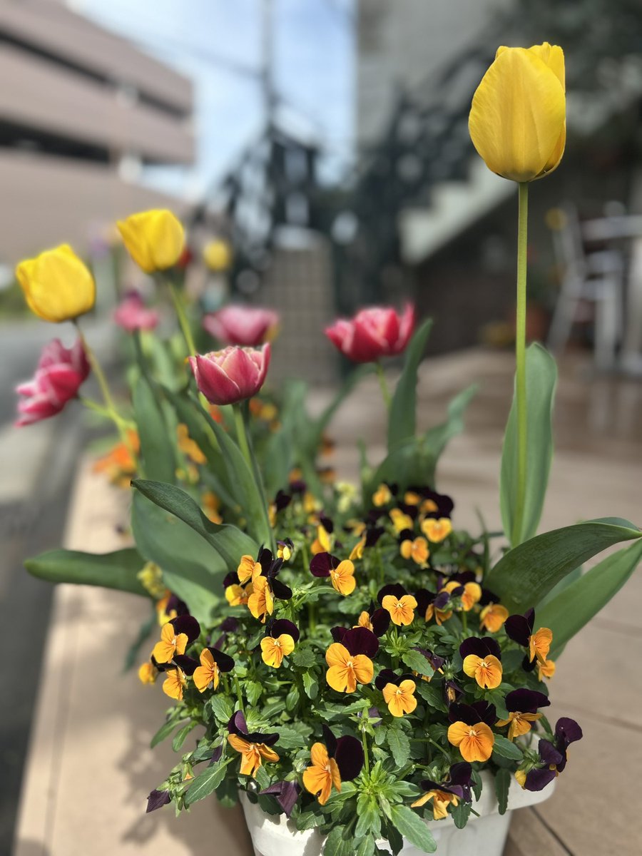 自家焙煎珈琲店　陽のあたる道 tweet media