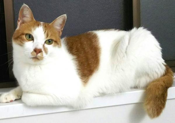 猫にゃん商店街 tweet media