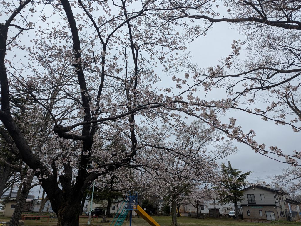 dilatory"目玉のオヤジ″ dad tweet media