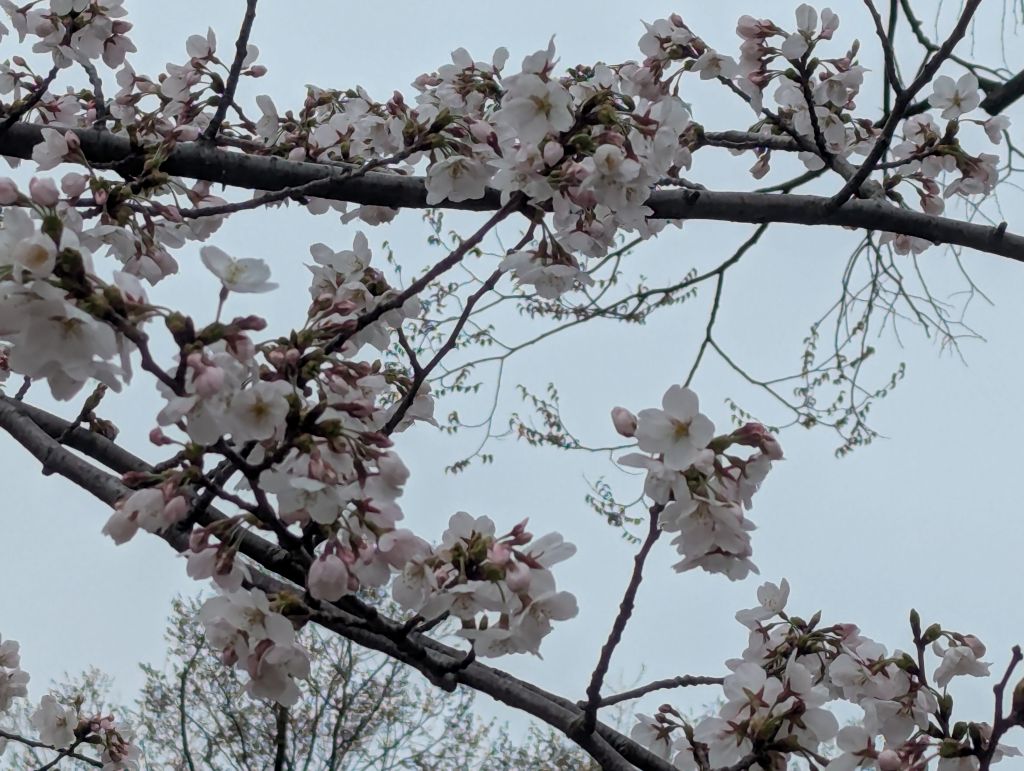 dilatory"目玉のオヤジ″ dad tweet media