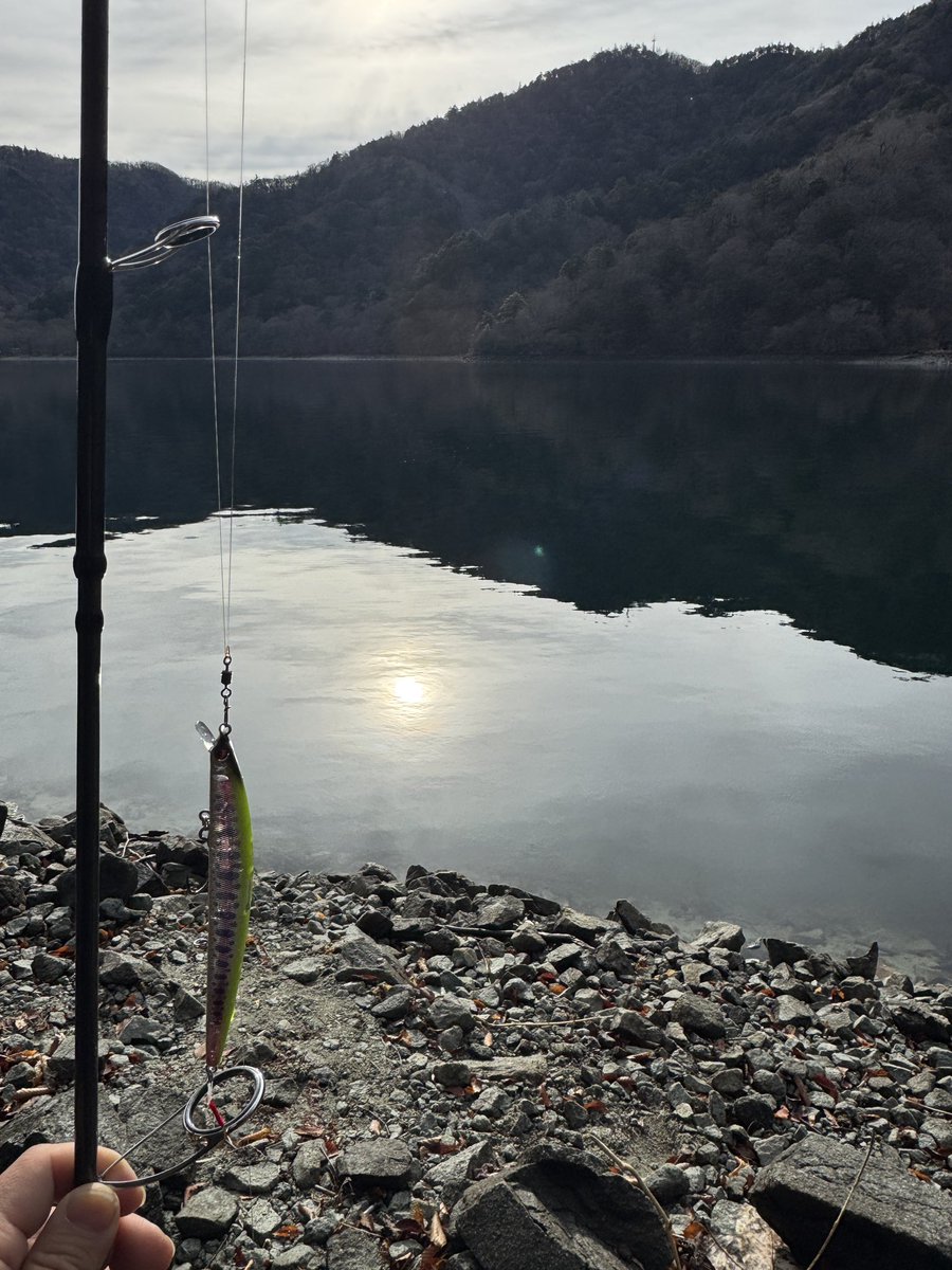 オドナタ tweet media