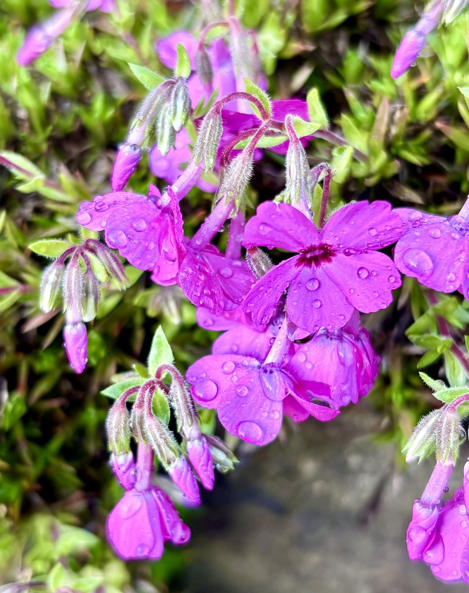 ホワイトムーン tweet media