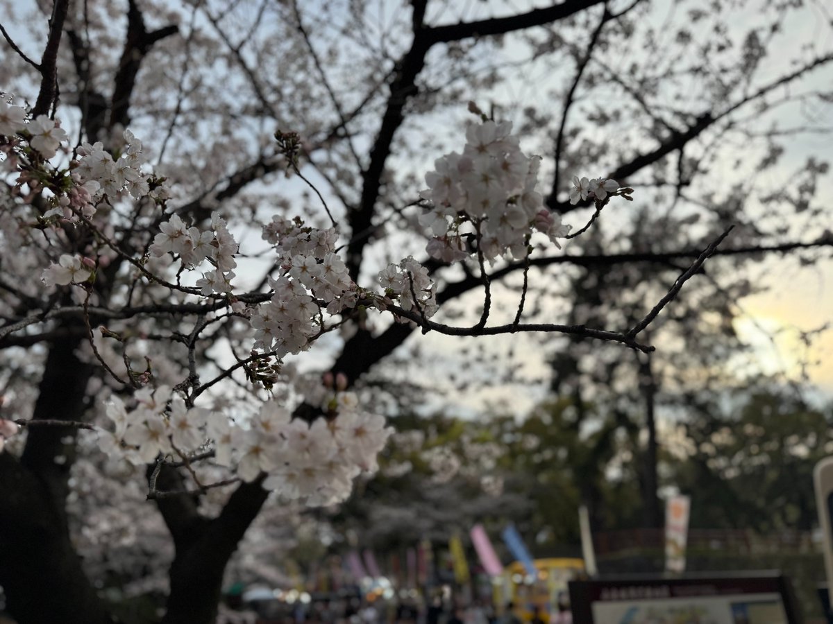 KOKURAANNEX's tweet image. おはようございます！小倉城の桜は満開です🌸昨日の雨の影響で多少は散った模様😢小倉城を散策後、当館で休憩はいかがでしょうか！ご来館お待ちしております♪
＃小倉城 ＃桜 ＃HOTEL ＃RELIEF ＃ANNEX ＃北九州 ＃日帰り ＃休憩 ＃デイユース ＃満開 ＃BOOK ＃ネカフェ ＃キャビン ＃マンガ ＃COMIC