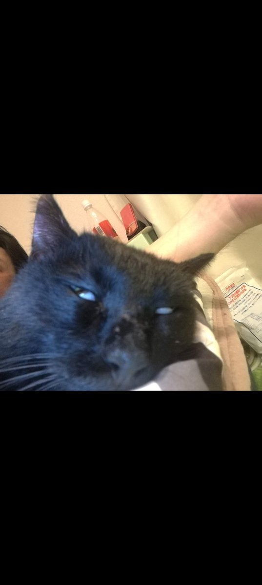 カイザー tweet media