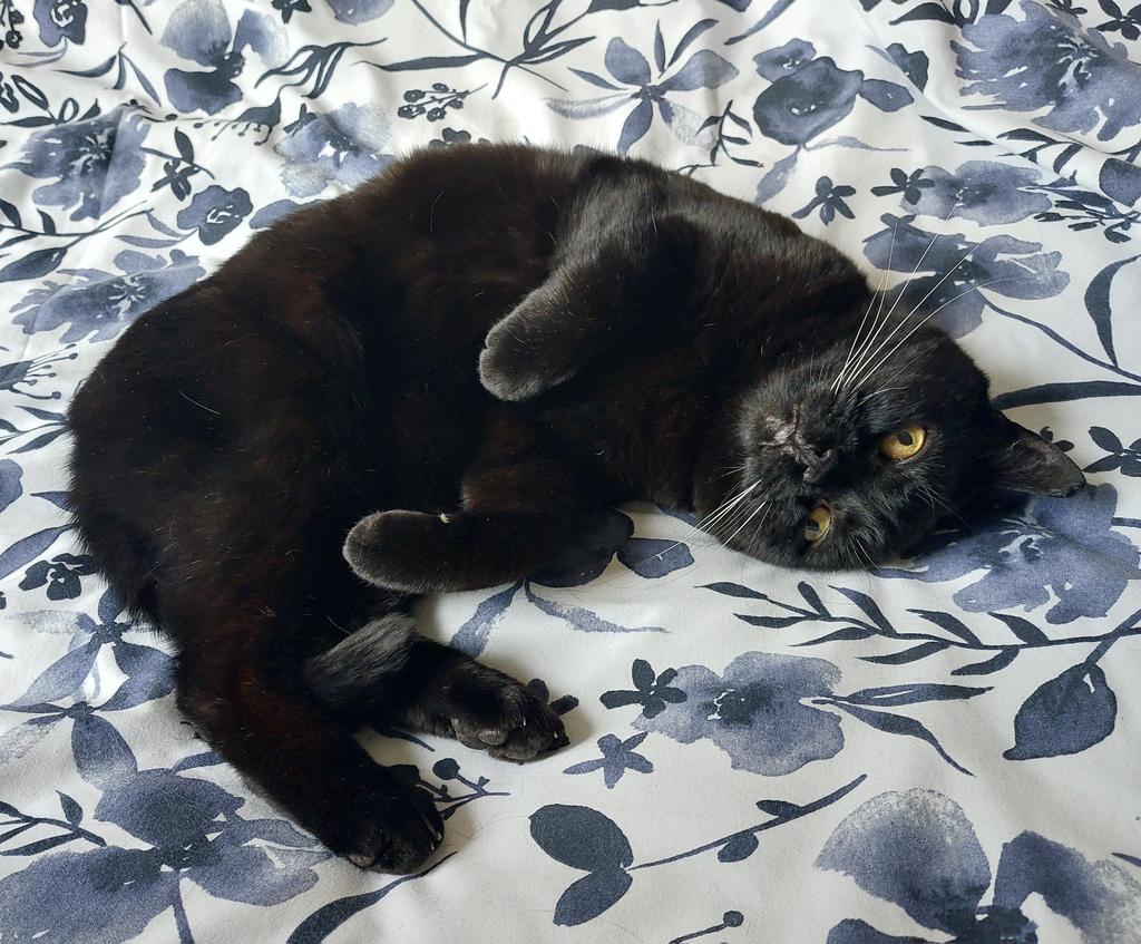 Lynda Nicholls tweet media