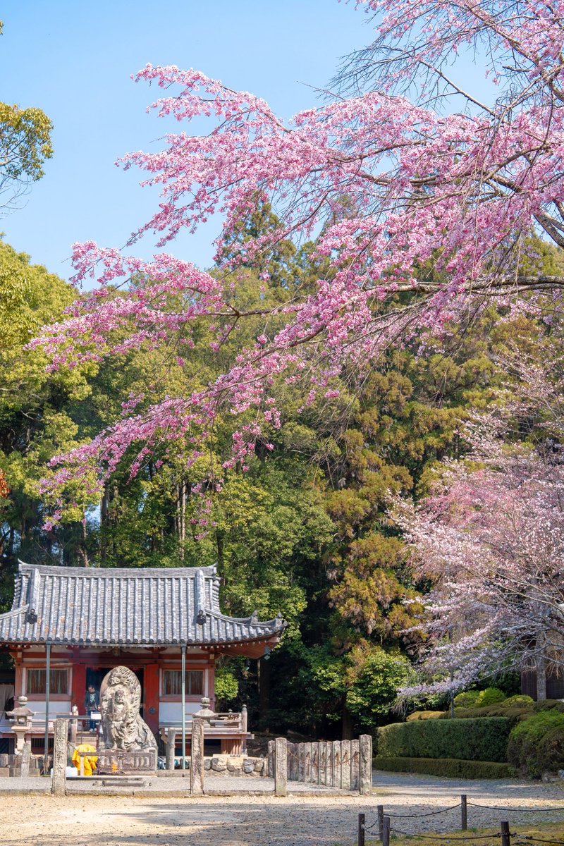 zw5150's tweet photo. 醍醐寺 ②

西国三十三所観音霊場 第11番札所

平安時代から「花の醍醐」と呼ばれる桜の名所で今でも700本もの桜が境内に咲き誇り、桜の大樹も多い🌸

素敵な一日をお過ごしください😊
2026.3.28
#京都 https://t.co/BoKfzhAzpi