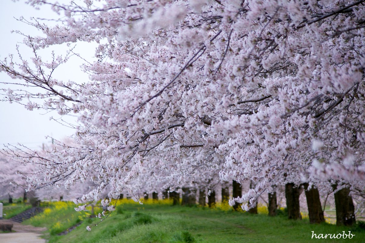 haruobb＠Photos tweet media