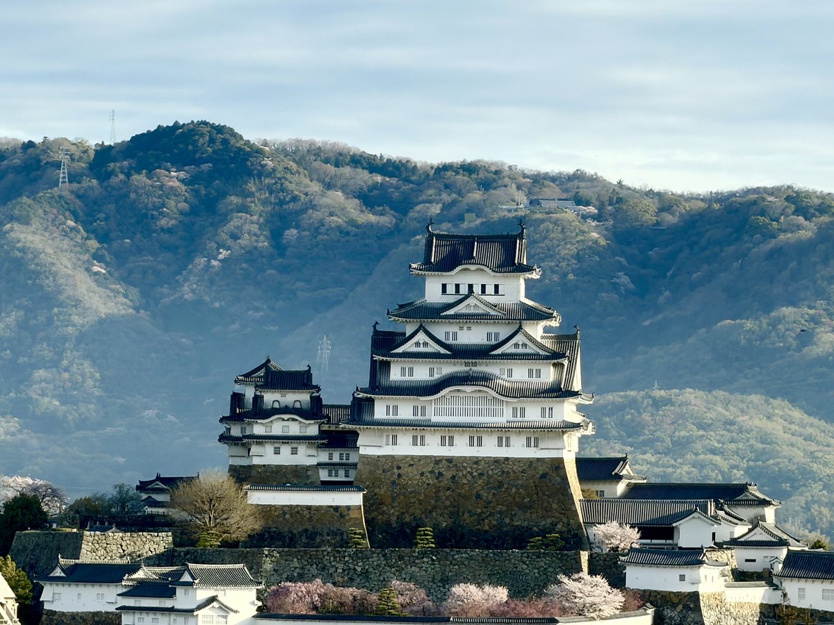 【公式】さくらまや tweet media