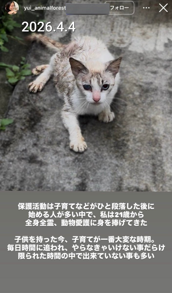 SWWJPG's tweet photo. 「捧げてきた」「身を粉にして」

「猫の為に」としか言わず集めた支援を、私利私欲で惜しげなく使っている人が何を言っているのでしょうか

#アニマルフォレスト https://t.co/k6lDxRkJhx