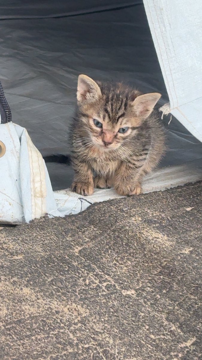 MOHAMMED𓂆 tweet media