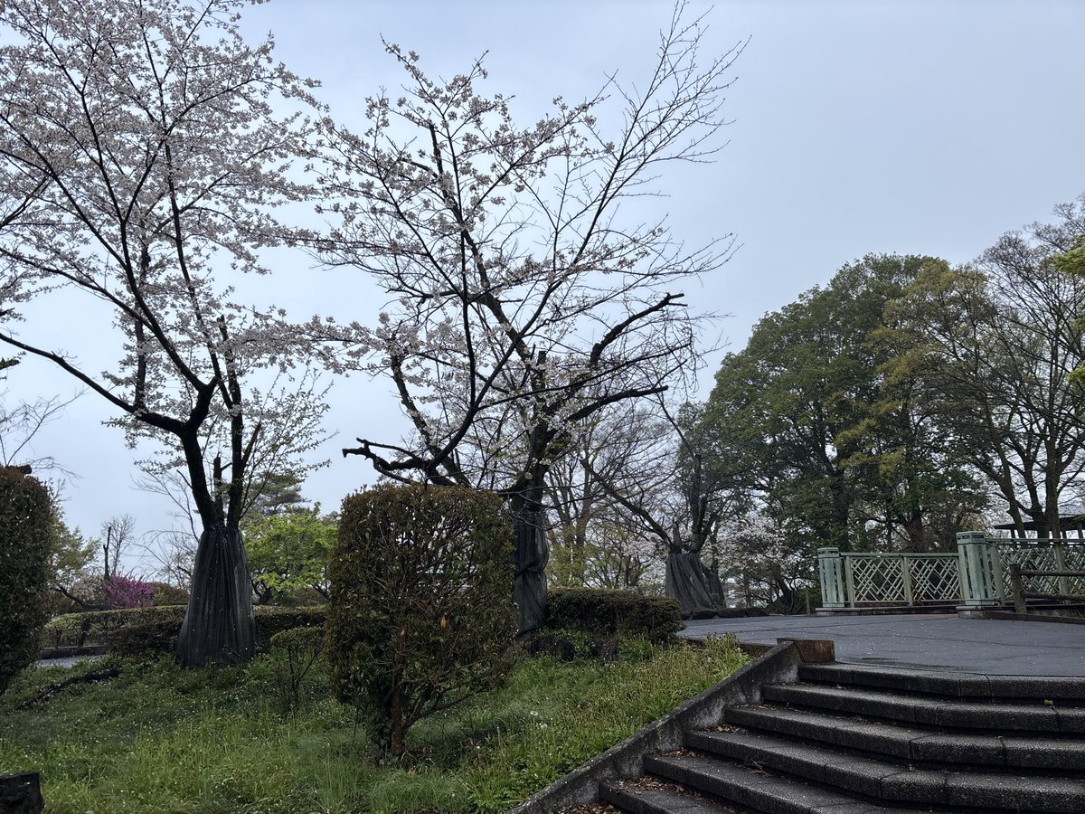 ぽみゅぽみゅ🌟わっかーず tweet media