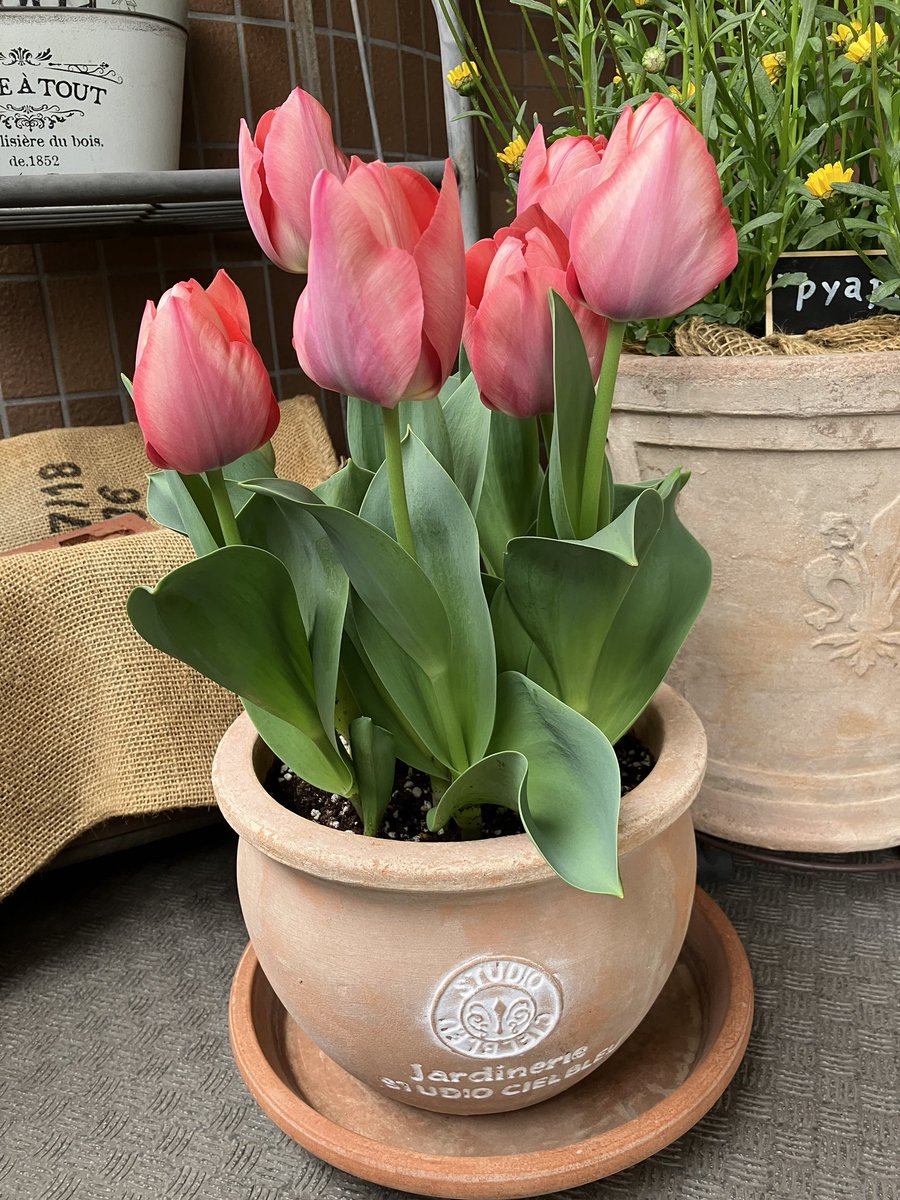 kusabobo33's tweet photo. チューリップ🌷とムスカリ
1月に植えたけどようやく開花
アプリコットビューティ？
何を買ったか覚えていない https://t.co/L2RPlIHlKC