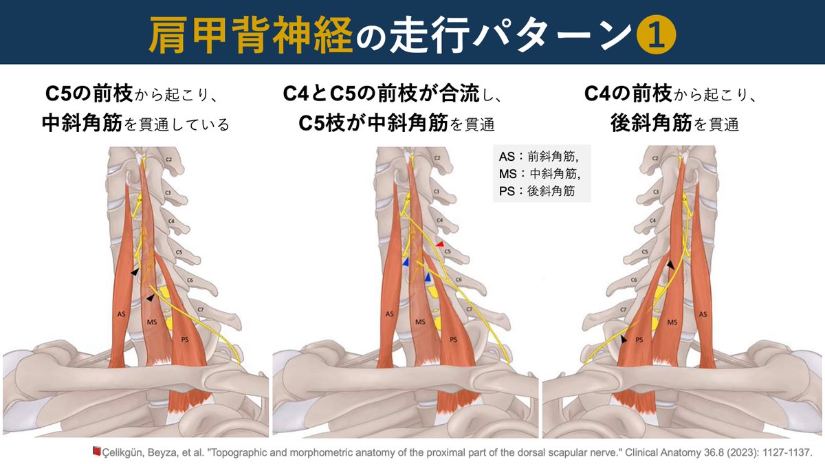 理学療法士_海津陽一 Ph.D. tweet media