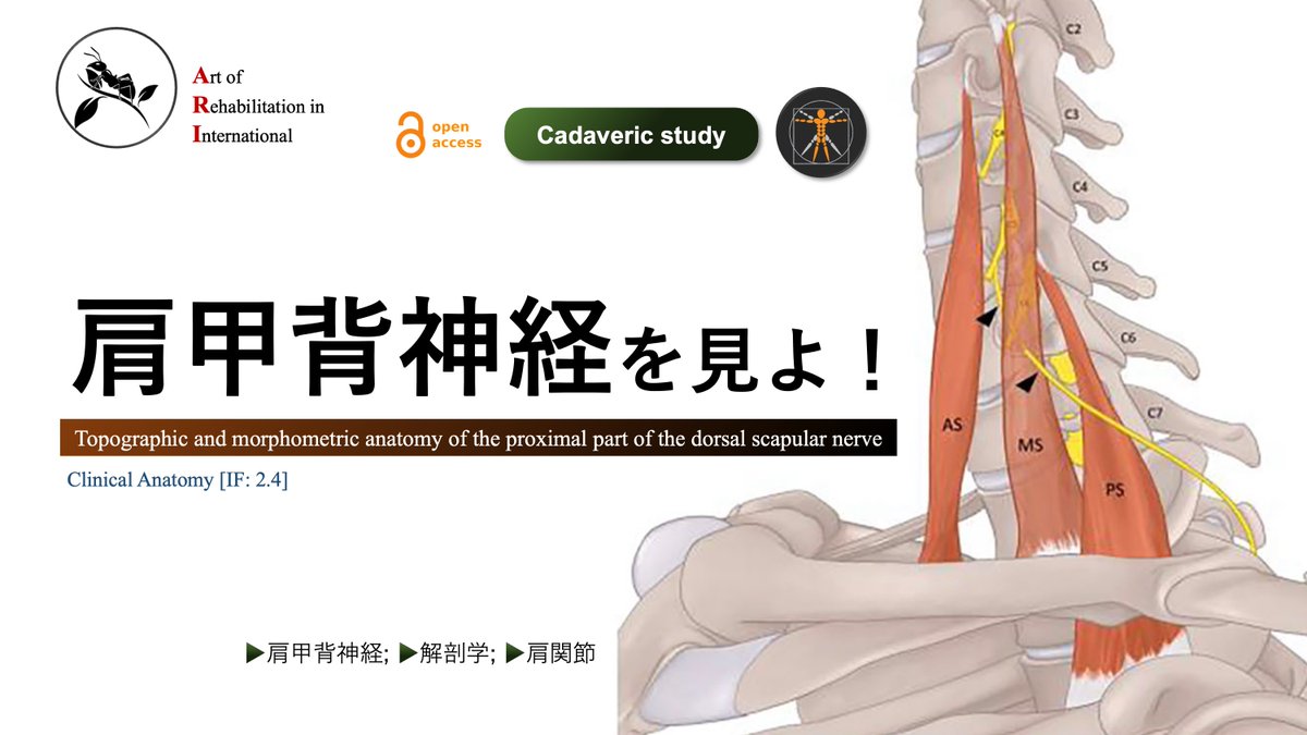 理学療法士_海津陽一 Ph.D. tweet media