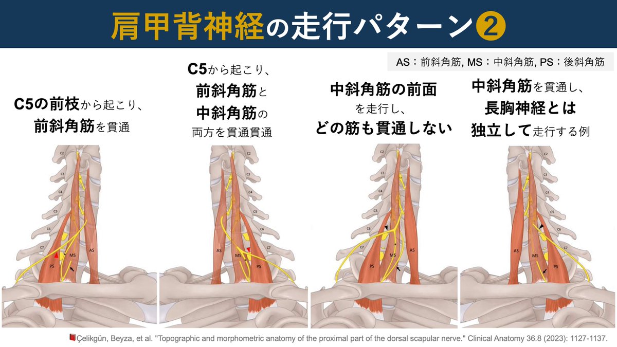 理学療法士_海津陽一 Ph.D. tweet media