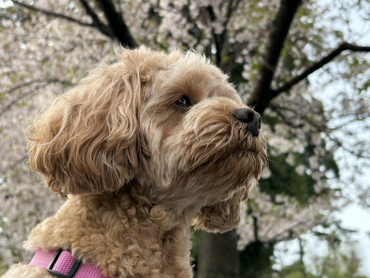 阪口 周平 tweet media