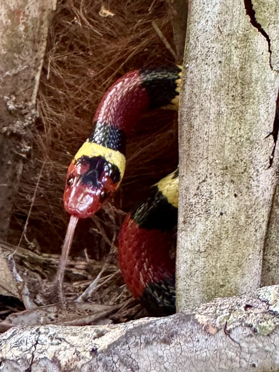 dolbyl's tweet image. Snakes 🐍 are incredible creatures…amazing to see and to find…an absolute treasure. #optoutside #getoutside #nature #NaturePhotography #lovefl #hikefl #hikeflorida #floridatrails #trailslikethese