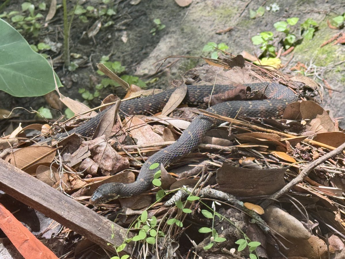 dolbyl's tweet image. Snakes 🐍 are incredible creatures…amazing to see and to find…an absolute treasure. #optoutside #getoutside #nature #NaturePhotography #lovefl #hikefl #hikeflorida #floridatrails #trailslikethese