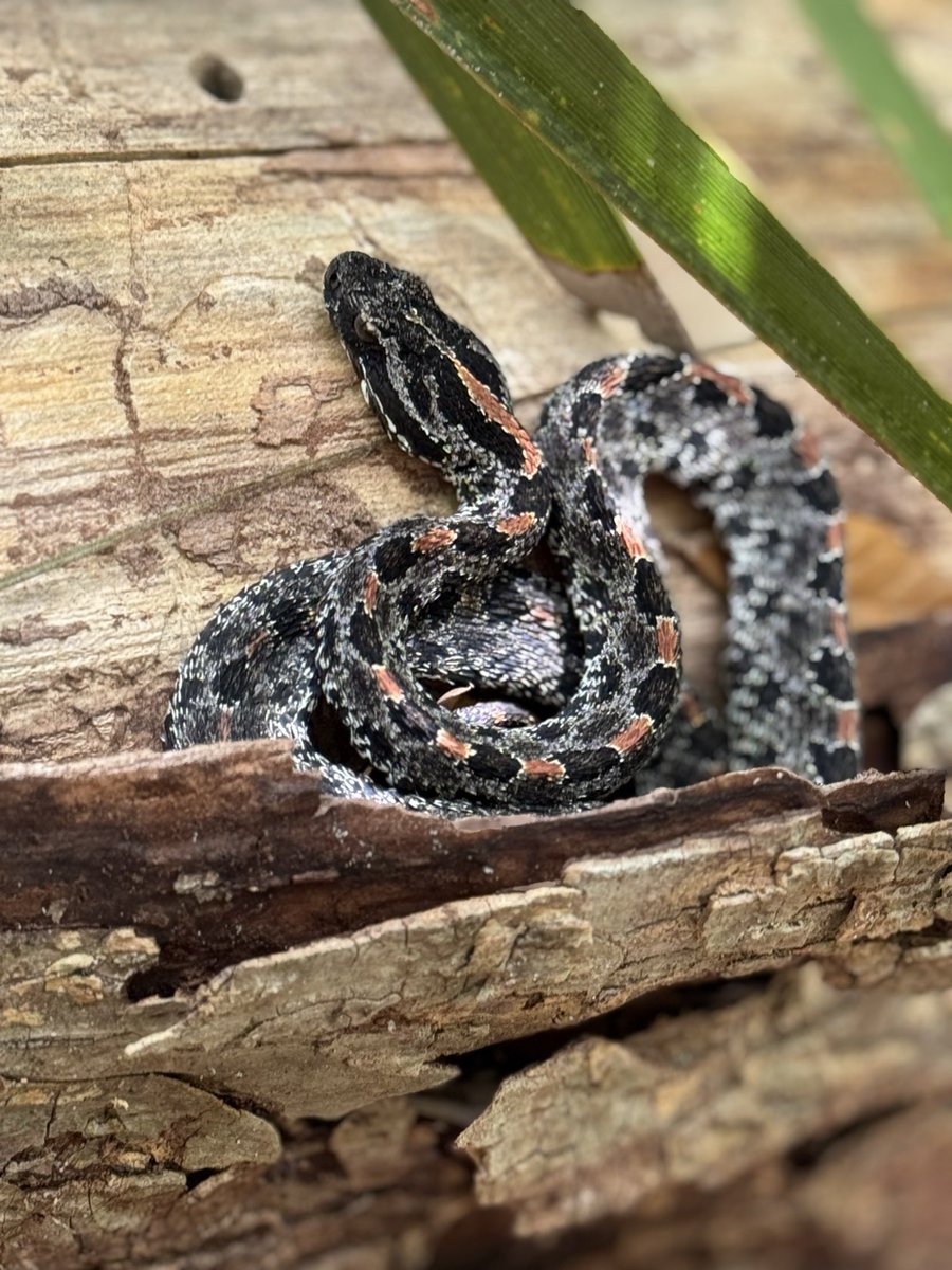 dolbyl's tweet image. Snakes 🐍 are incredible creatures…amazing to see and to find…an absolute treasure. #optoutside #getoutside #nature #NaturePhotography #lovefl #hikefl #hikeflorida #floridatrails #trailslikethese