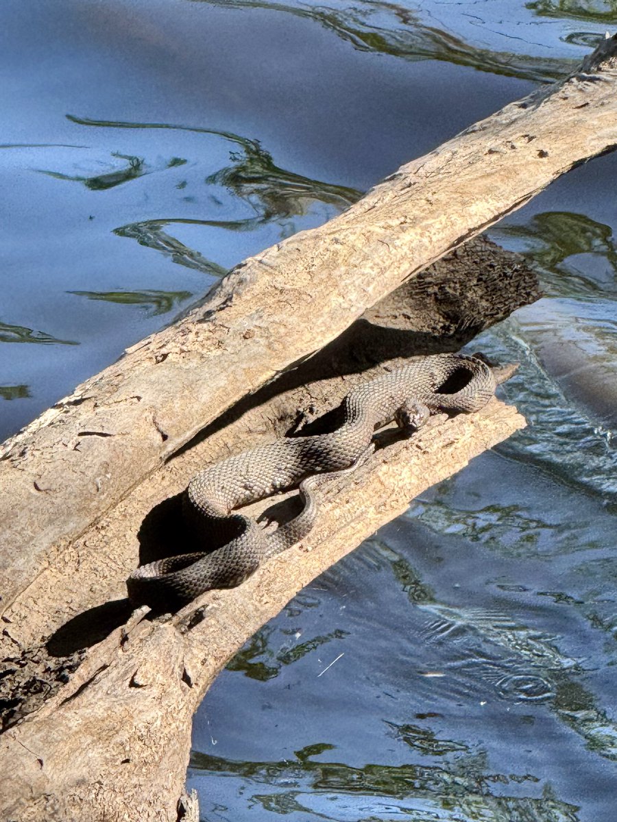 dolbyl's tweet image. Snakes 🐍 are incredible creatures…amazing to see and to find…an absolute treasure. #optoutside #getoutside #nature #NaturePhotography #lovefl #hikefl #hikeflorida #floridatrails #trailslikethese
