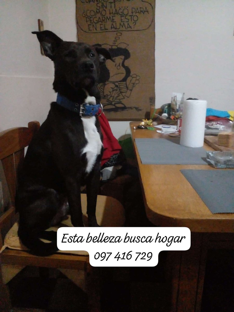 Busca hogar.
Se agradece rtt