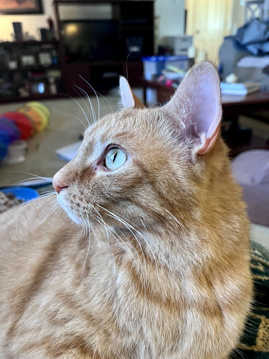 TwoCatsToday tweet media