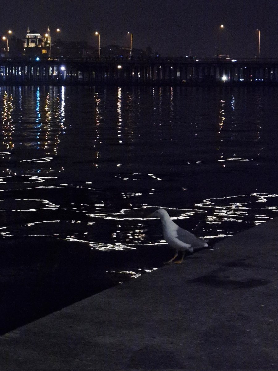 Seni çok iyi anlıyorum martı kardeş