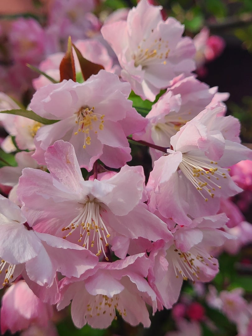 ℳℯℯ •*¨*•.¸¸☆*・゚ *. tweet media