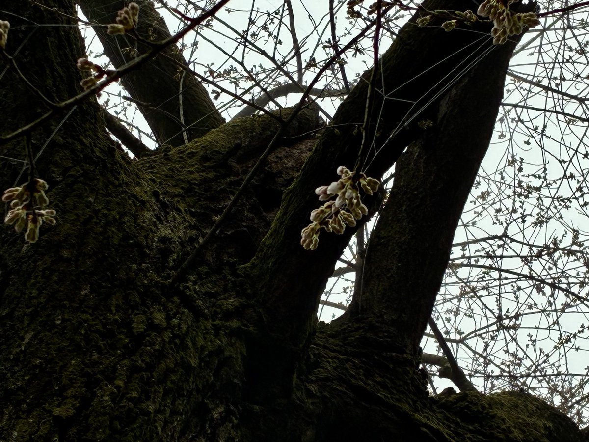 🍡ツカ🍡 tweet media