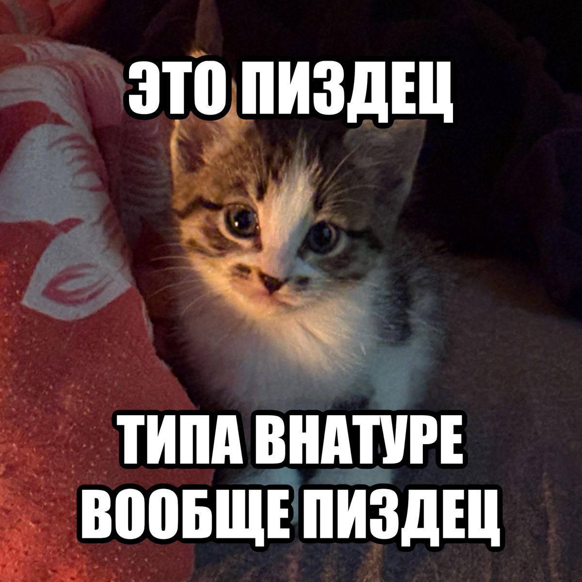 🍵🍀fiywi🍀🍵| хочу внутривенно tweet media