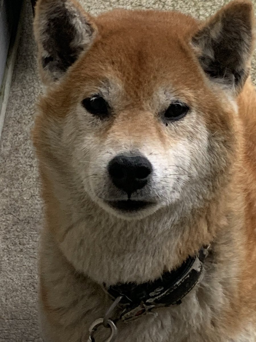 d53 (デコさん)@SSTR_5/30出走🏍️💨 tweet media