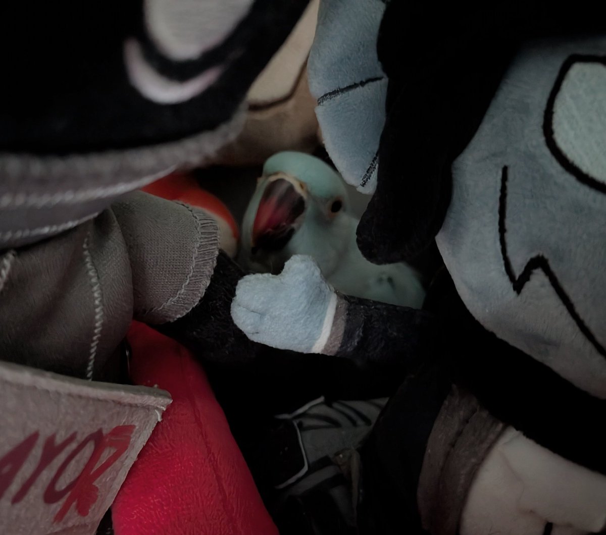 schmingo tweet media