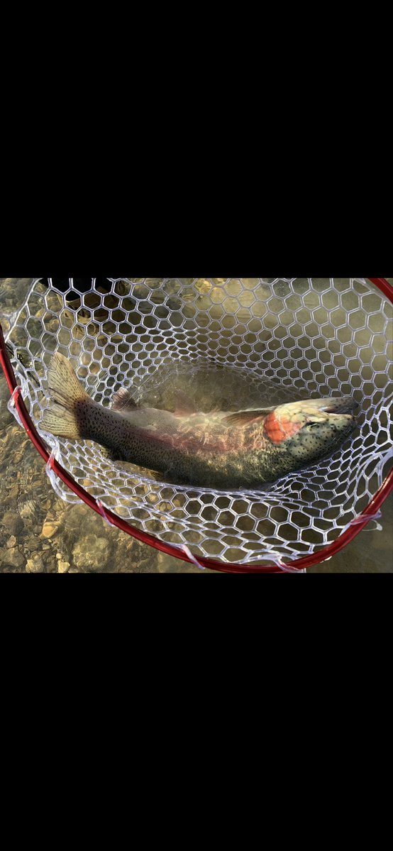 Lee Woody tweet media