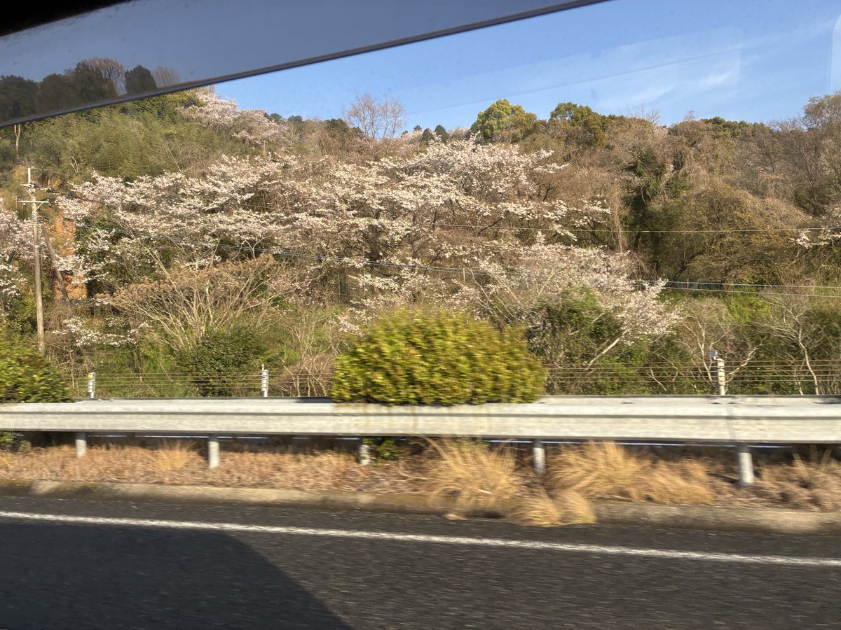 Smile031023's tweet photo. ホール対抗戦に向かってます🚗💨今日は仲間の車に同乗させてもらって景色を楽しんでます🌸時にはこんな風に誰かの人生に乗っかって、そこから見える景色を楽しむのも良いですね！自分が主役の人生でも、舵取り役ばかりじゃ疲れちゃうもんね😅などと思った朝なのでした。さ、試合頑張るぞ〜😎✨ https://t.co/aVGJLQxRnI