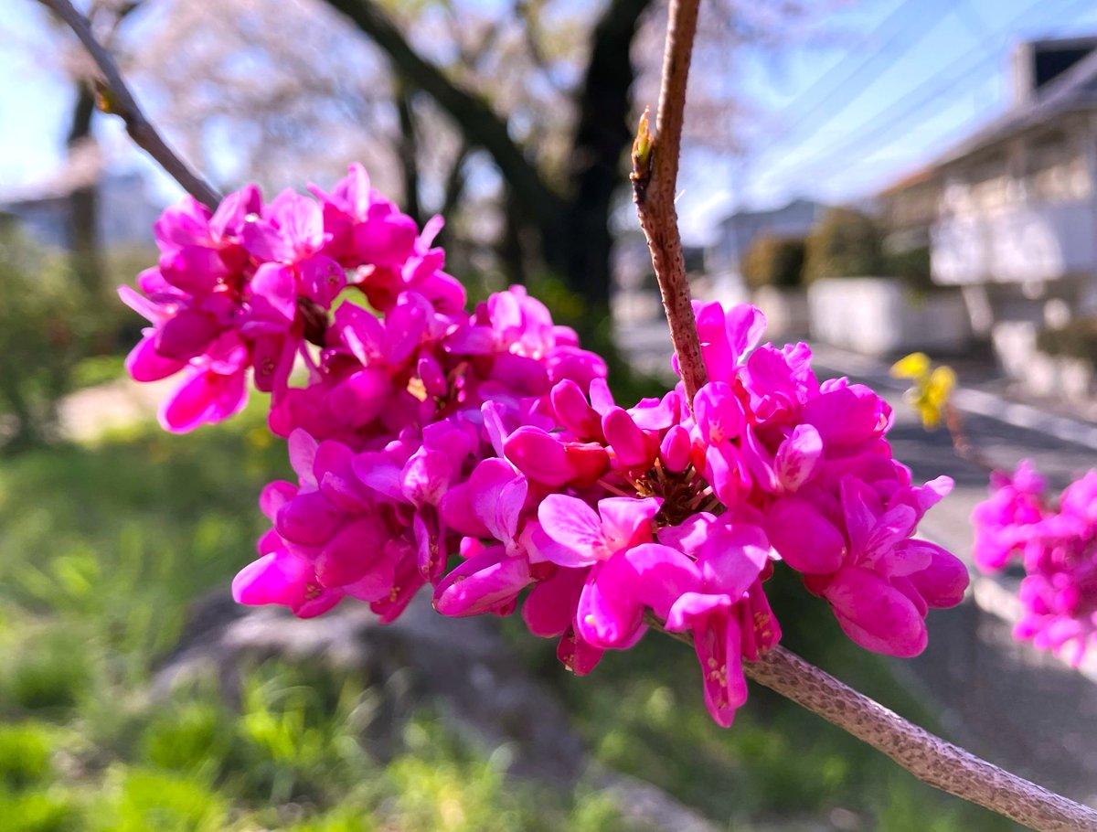 冨永 格（たぬちん） tweet media