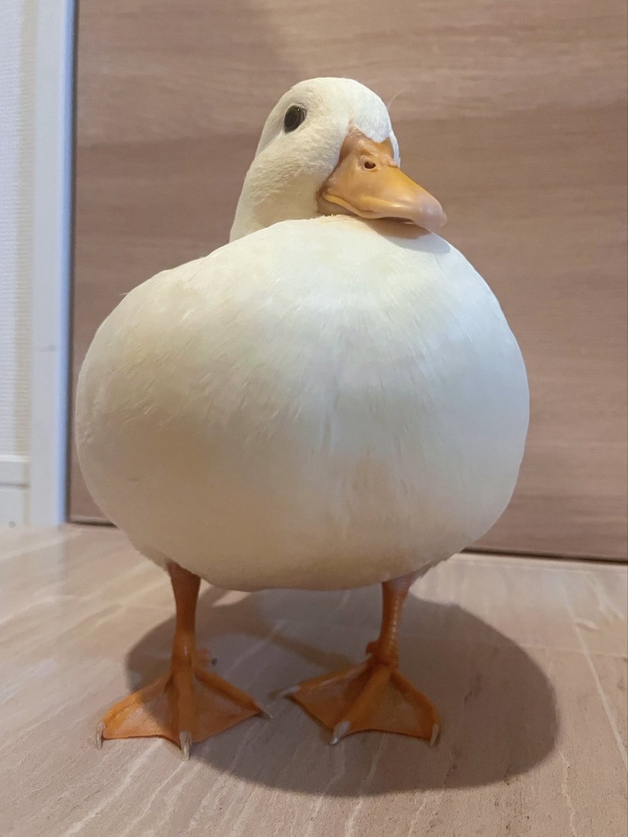 コールダックしろみと従者𓅰 tweet media