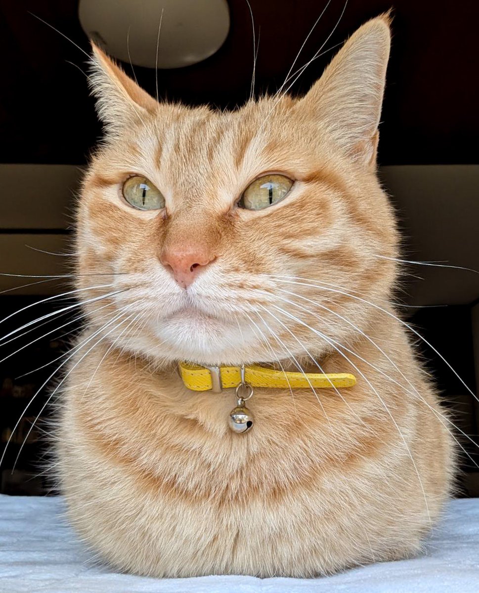 ぷりんちゃん𝕏 tweet media