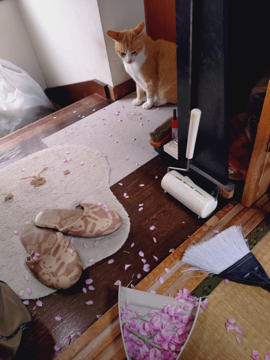 夕野ぴゆ tweet media