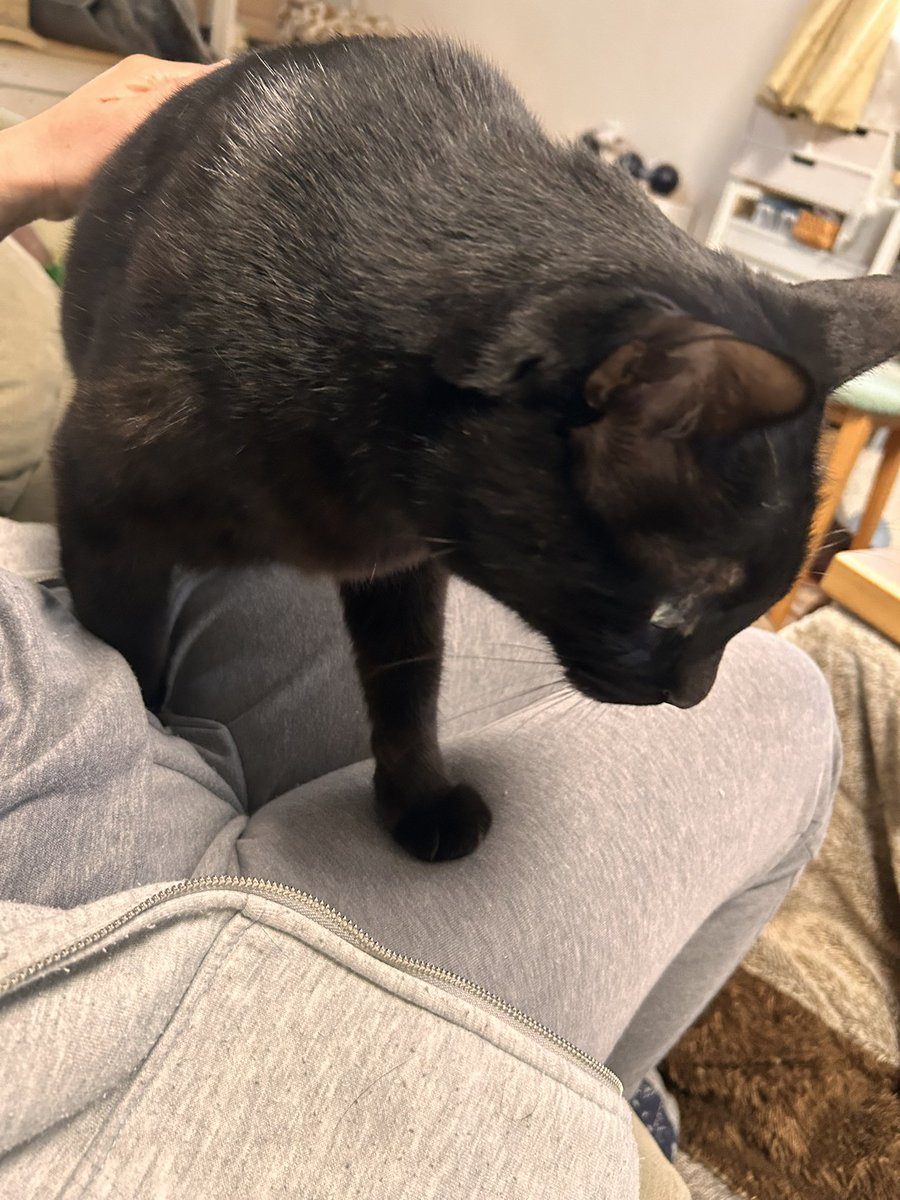 esrobin218's tweet photo. ライの膝定め https://t.co/E7cBsvPkYM