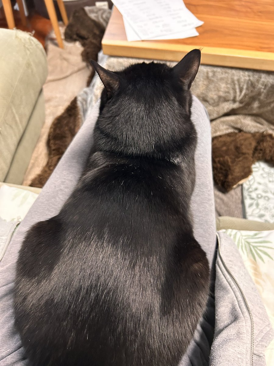 esrobin218's tweet photo. ライの膝定め https://t.co/E7cBsvPkYM