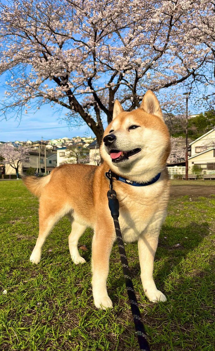 😸愛犬ヤマト tweet media