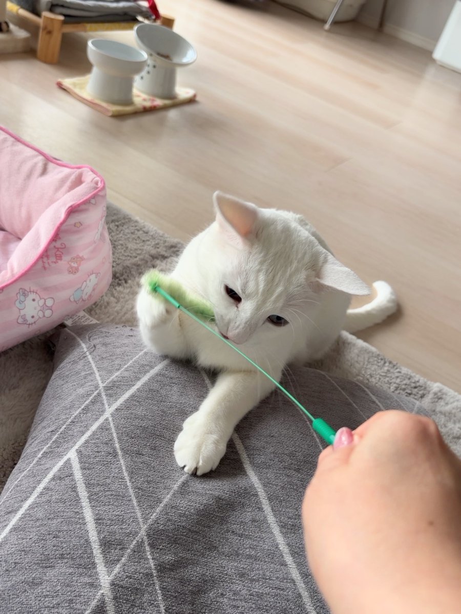 チャコママ tweet media