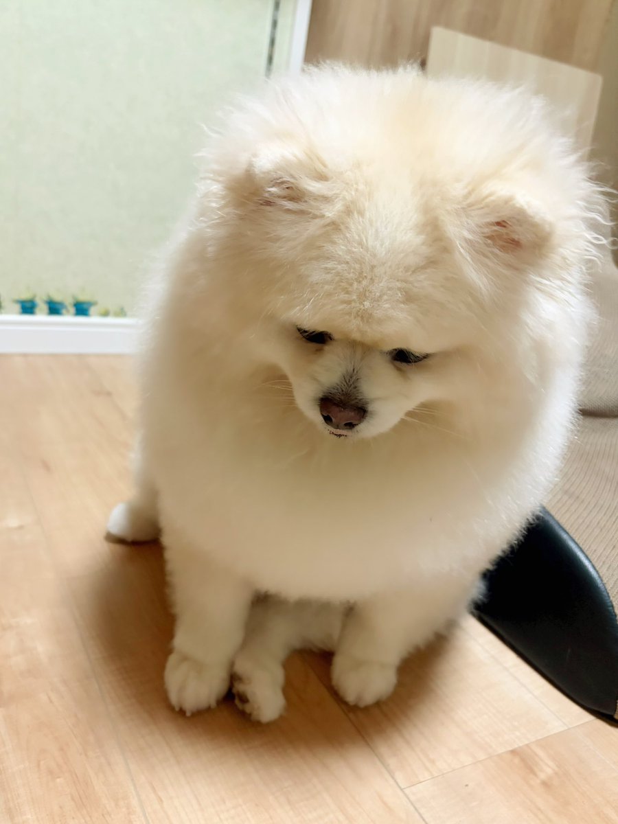 ちくわ（白ポメラニアン） tweet media